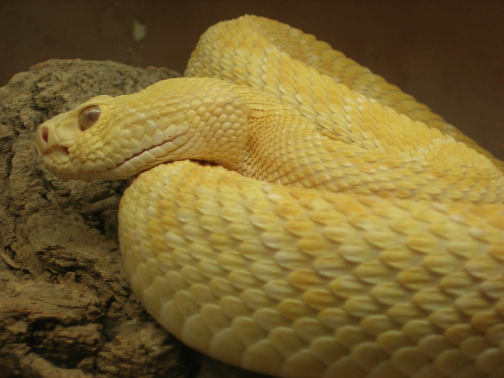 Желтая змея в сочи название фото