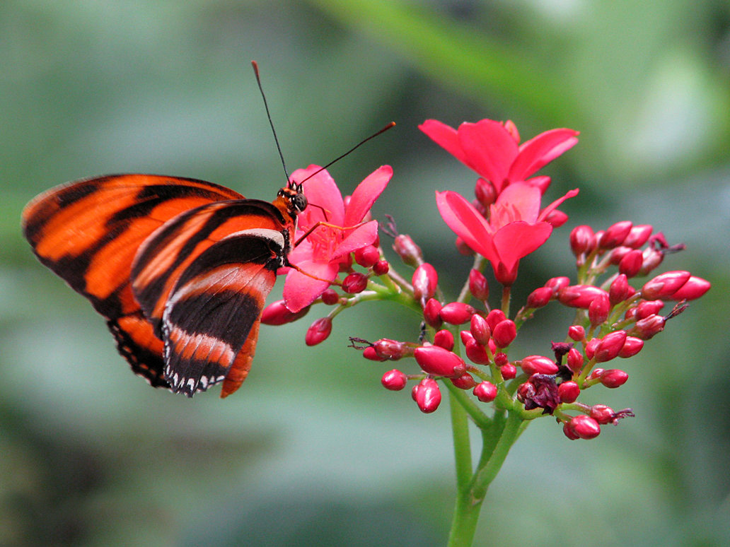 Red Butterfly PNG